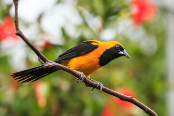 bird watching in the department of nariño colombia during the global big day