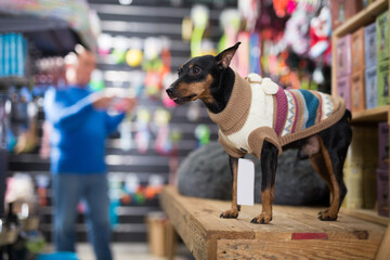 Obedient zwergpinscher puppy in cozy little sweater waiting for his owner in pet shop.