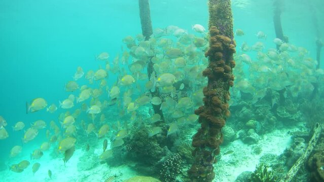 A large school of rabbitfish swim below a jetty in Raja Ampat, Indonesia. This beautiful, tropical region is known for its spectacular marine biodiversity and world class diving and snorkeling.