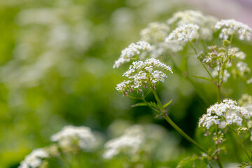 Selective focus of white flowers Cow Parsley in spring, Anthriscus sylvestris, Wild chervil or keck...