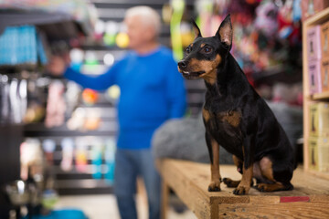 Obedient zwergpinscher puppy waiting for his owner in pet shop.