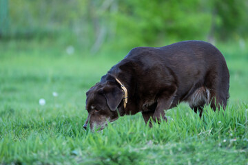 The black dog sniffs the grass