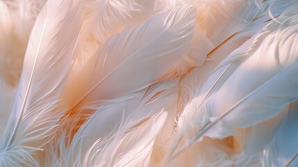 Delicate Feather Texture Collection: Nature's Soft Touch