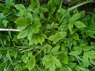 Leaves of Ground Elder (Aegopodium podagraria)