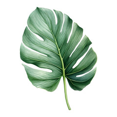 Alocasia Leaf Isolated Detailed Watercolor Hand Drawn Painting Illustration