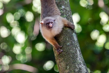 The black-tailed marmoset also knows as Sagui-do Cerrado hang from a tree trunk. Species Mico melanurus. Animal world. Monkey from South America.