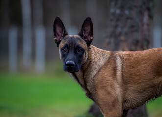 Portrait of young belgian shepherd malinois dog