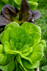 Fresh organic green leaves lettuce salad plant 