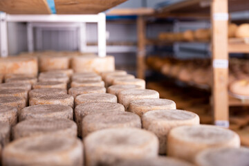 Closeup of wheels of sheep cheese arranged on shelves in ripening room of cheese dairy. Aging...