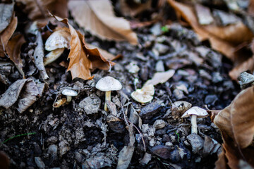 Closeup of white mushrooms on the moss ground.