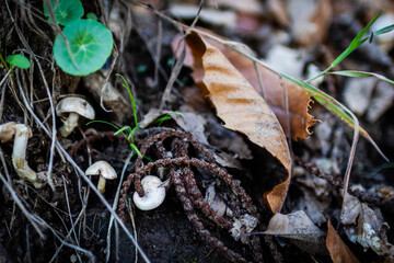 Closeup of white mushrooms on the moss ground.