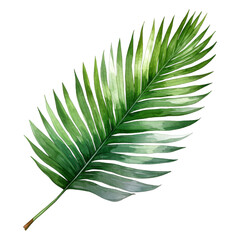 Palm Leaf Isolated Detailed Watercolor Hand Drawn Painting Illustration