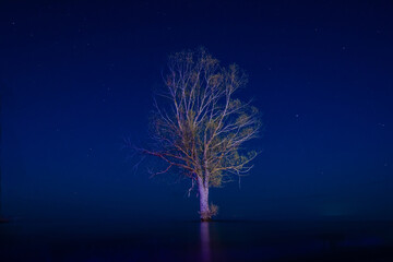 A lonely tree growing in the middle of the lake, under the starry sky