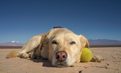 dog posing in the desert with mountains
