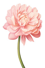 PNG  Pink flower dahlia plant white background.