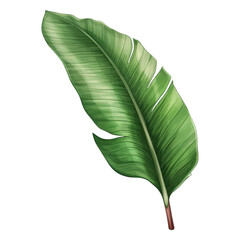 Banana Leaf Isolated Detailed Watercolor Hand Drawn Painting Illustration