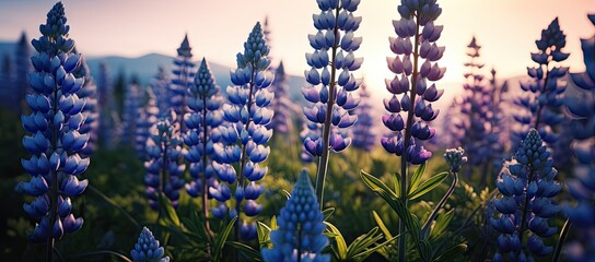 Field of blue flowers with sun in background © Zamin
