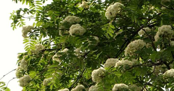 Video of rowan blossom in the sky in the top of the tree at a windy day