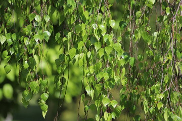 Detail of leafs and blossom of Betula pendula tree, silver birch.