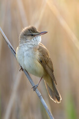 great reed warbler in sunset light