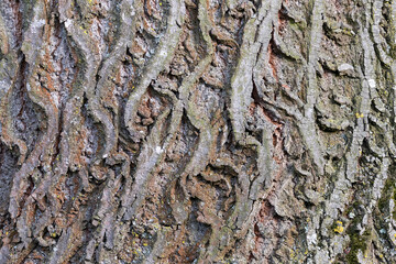 interesting natural pattern of linder tree bark