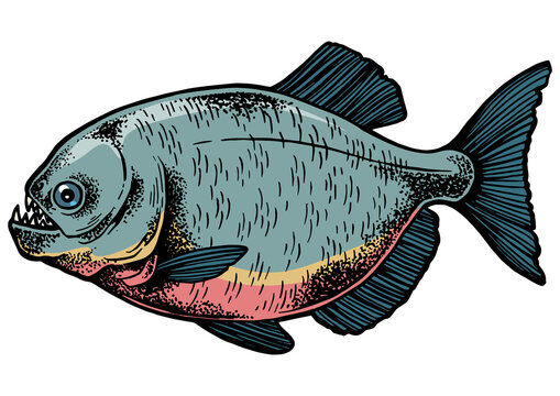 recommend clip art: Piranha fish animal sketch engraving PNG illustration. Tee shirt apparel print design. Scratch board style imitation. Black and white hand drawn image.