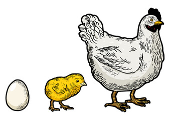Egg chicken and hen sketch engraving PNG illustration. Tee shirt apparel print design. Scratch board style imitation. Black and white hand drawn image.