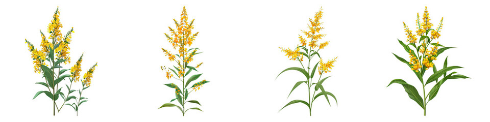 Collection of Goldenrod isolated on transparent png background. Generative ai