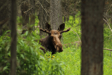 Young Bull Moose in Island Park, ID
