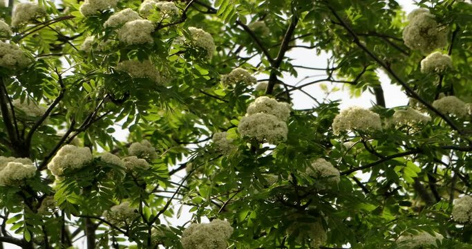 Video of rowan blossom in the top of the tree at a windy day