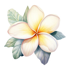 Plumeria Flower Isolated Detailed Watercolor Hand Drawn Painting Illustration