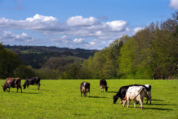Cows in a field in spring, East Sussex, England