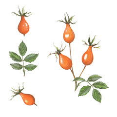 Rosehip drawing. Rose hip berries with leaf isolated on a white background. Botanical sketch of medical herb for label, herbal tisane tea packaging, poster. Hand drawn illustration