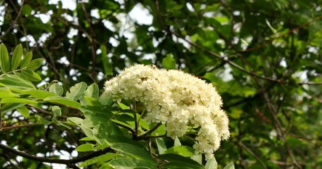 Close up video of a flowering rowan visited by a flying big green beetle
