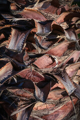 Close up of the tree trunk of a Date Palm tree