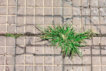 Green grass growing through a crack in the pavement. Nature survival concept
