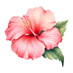 Hibiscus Flower Isolated Detailed Watercolor Hand Drawn Painting Illustration