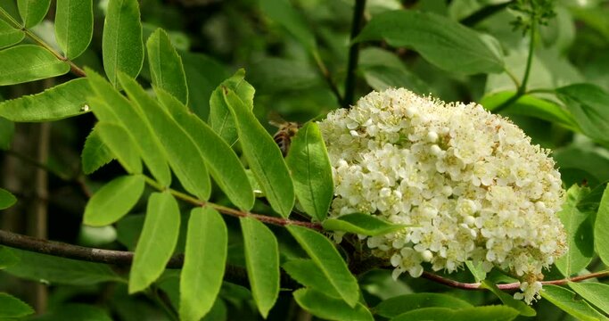 Macro video of flowering rowan in a light wind