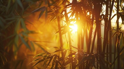 Golden sunlight filtering through bamboo grove
