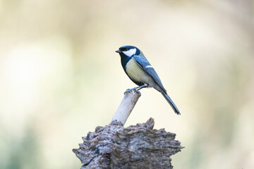 Bird Parus major perched on a pole