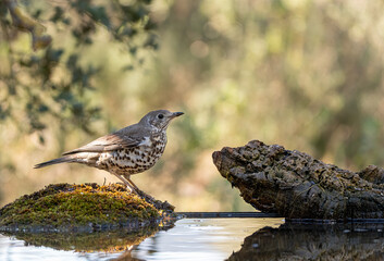Obraz premium Bird Turdus viscivorus perched on a rock next to the water
