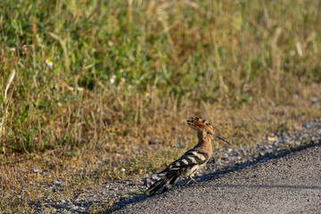 Elegance on the Asphalt: Common Hoopoe (Upupa epops) on the Roadside