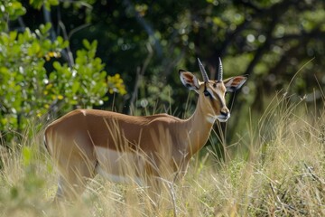impala in the savannah wildlife photography - obrazy, fototapety, plakaty