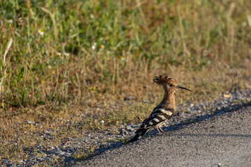 Feathered Charm: Common Hoopoe (Upupa epops) on the Roadside © davidcpb