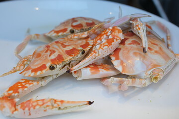 white crab Singapore chili mud crab on white background.