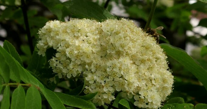 Close up video of flowering rowan in a light wind 