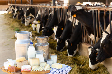 Fresh milk in glass carafe and cans, bowl with soft cottage cheese and various hard cheeses on...
