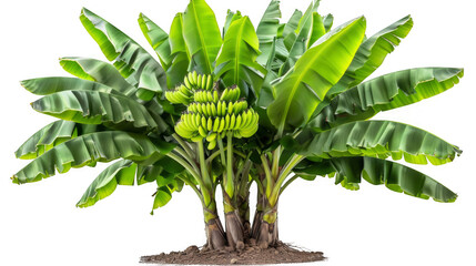 A large green plant with many banana leaves on a transparent background.