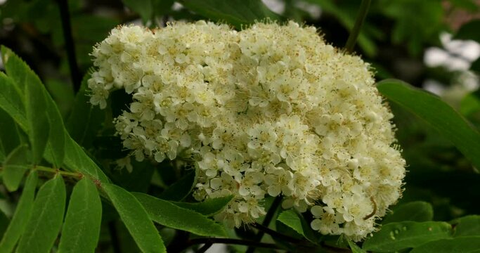 Close up video of flowering rowan in a light wind with a busy honey bee
