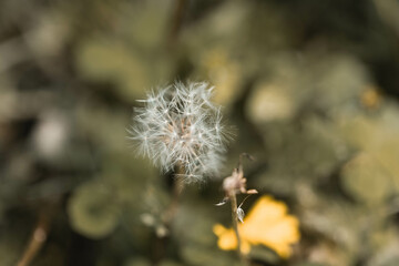 dandelion in the wind
